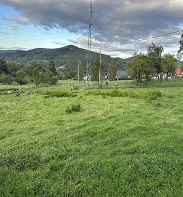 Widok stada
