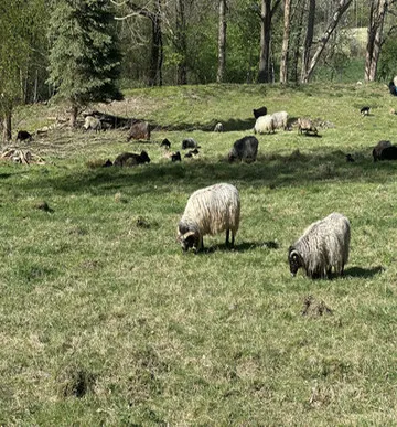 Widok stada