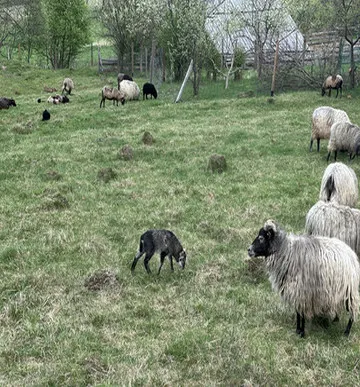 Widok stada