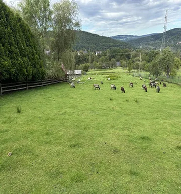 Widok stada