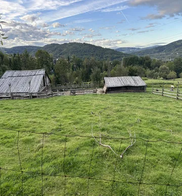 Widok stada