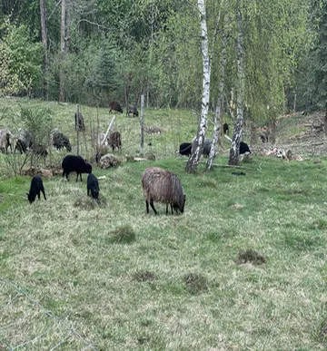 Widok stada