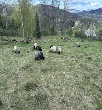 Widok stada